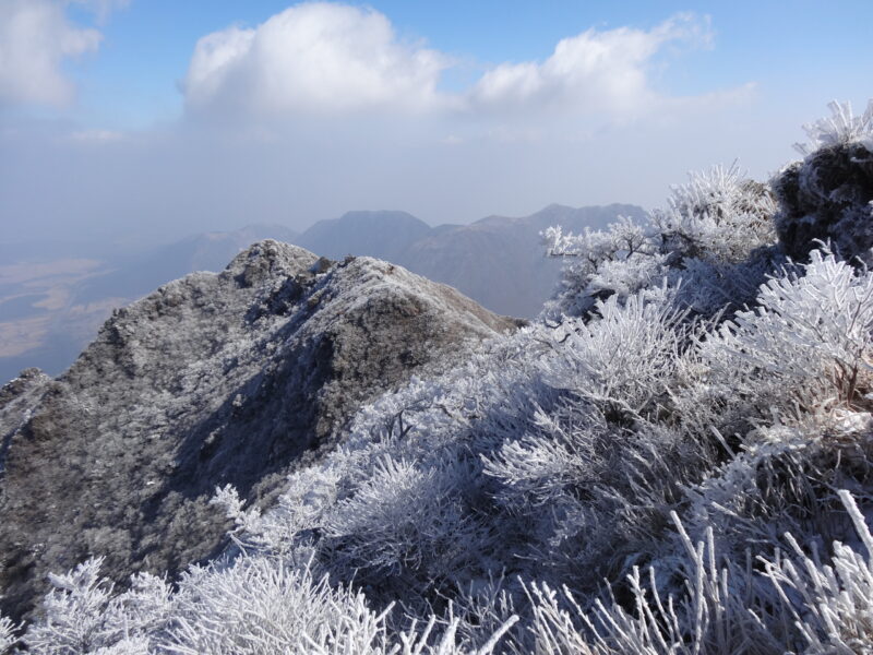 由布岳霧氷