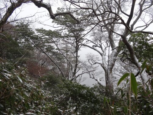Dsc01332 粉雪が降ってくる