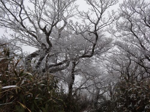 Dsc01346 山頂付近の霧氷