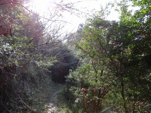 山道歩き