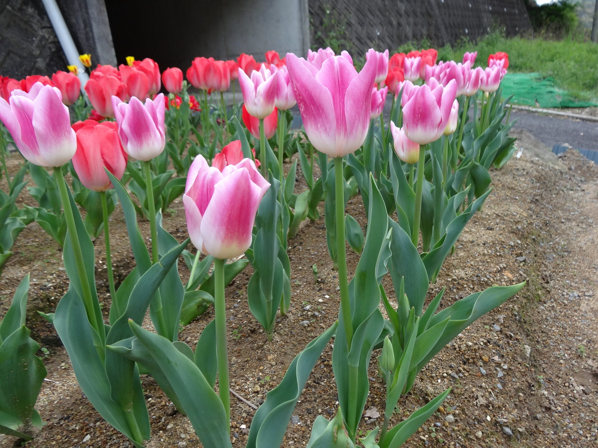 2013チューリップ開花