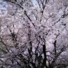 阿蘇一心行桜