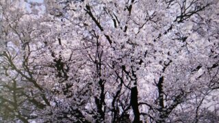 阿蘇一心行桜