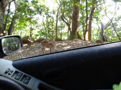 Dsc01827 ヤクシカとの遭遇