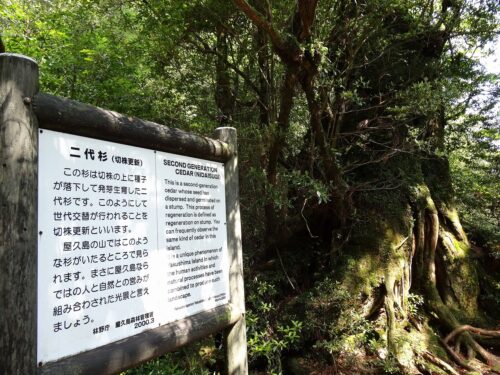 二代杉