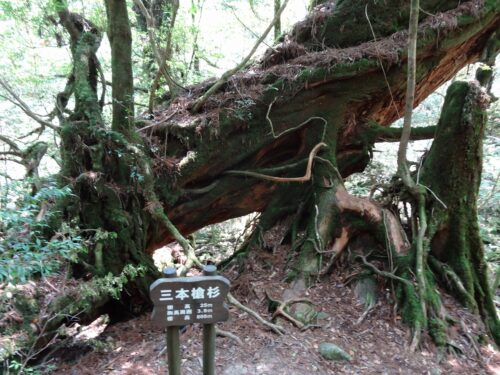 Dsc01890 三本槍杉