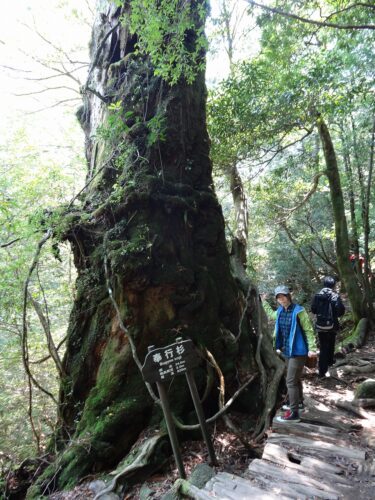 Dsc01892 奉行杉