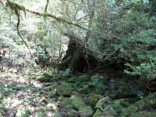 Dsc01895 奉行杉