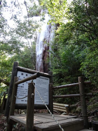 Dsc01946 弥生杉樹齢約3000年