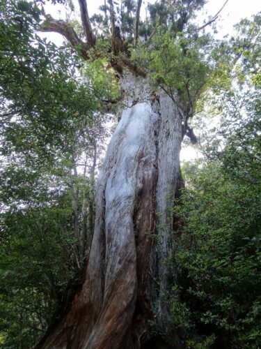 Dsc01947 弥生杉樹齢約3000年