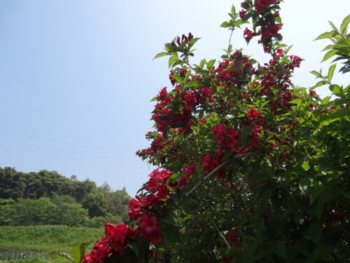 Dsc02066 お花