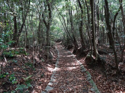 Dsc02450 登山道