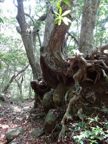 Dsc02471 下山道