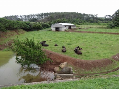 橋の手前の牧場