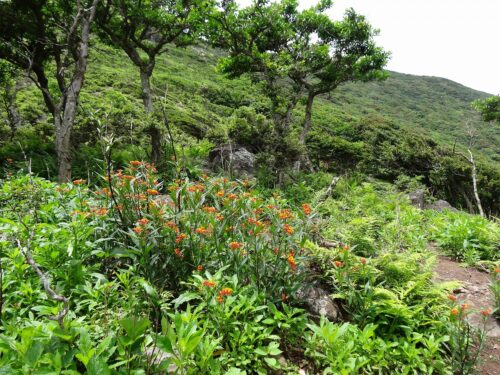 島に咲くお花