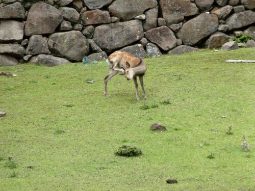 野生のニホンジカ