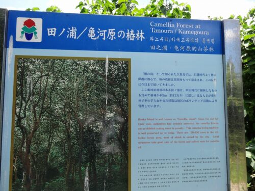 Dsc03866 亀河原の椿林