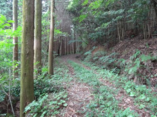Dsc04196 山道林道を歩く