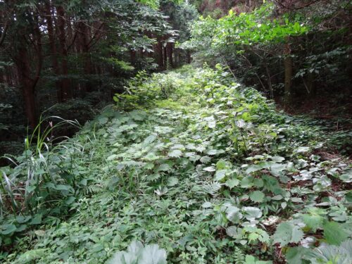 Dsc04198 山道林道を歩く