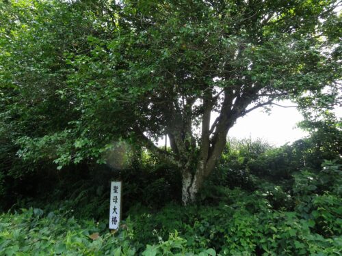 Dsc04418 聖母の大椿