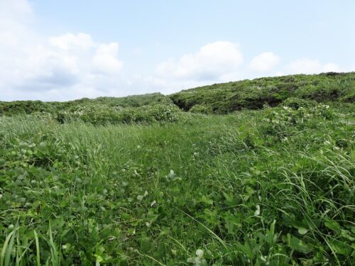 Dsc04435 岬の草原