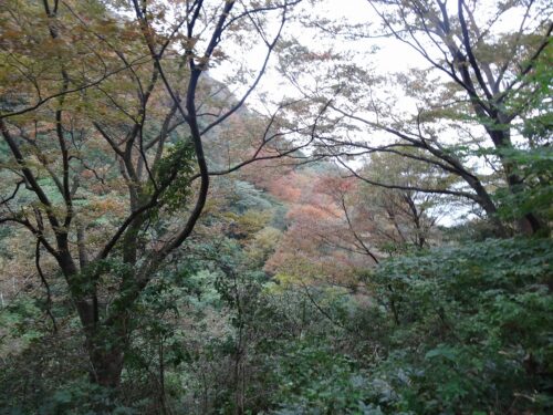 紅葉まだ