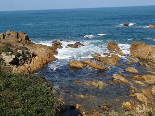 Dsc06086 日本楠