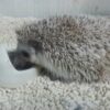 ハリネズミ