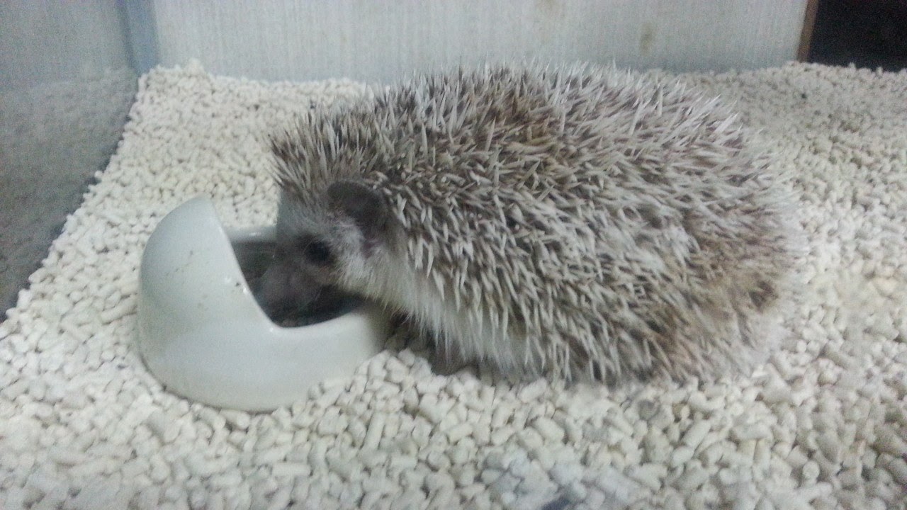 ハリネズミ