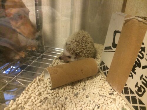 ハリネズミのたわし君です