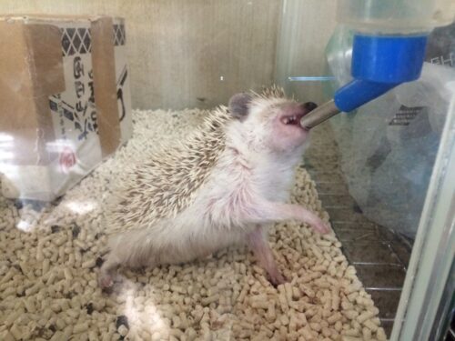 ハリネズミのたわし君です