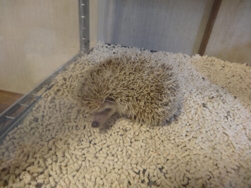 ハリネズミのたわし君です