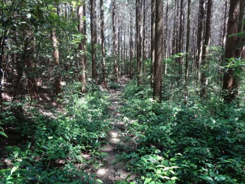 山道歩き