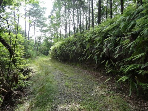 山道歩き