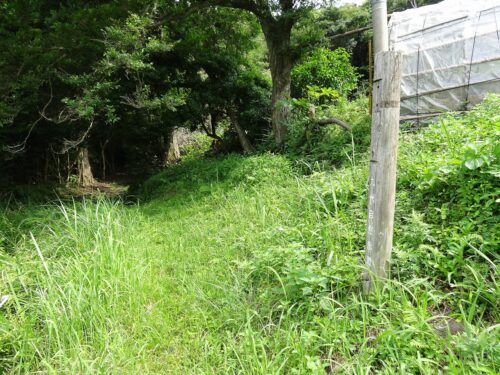 民家横の湿地