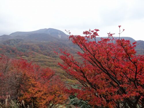 Dsc08758 紅葉