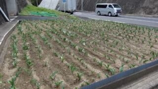2015チューリップ開花