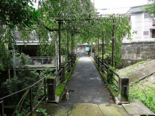 円通寺橋の枝垂れ桜
