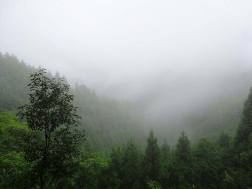 霧