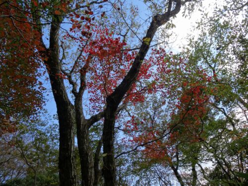 紅葉