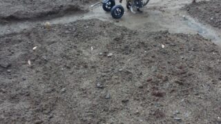 チューリップ植え付け