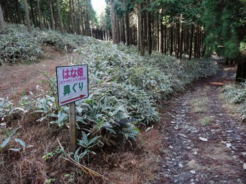 Dsc01925 はな畑