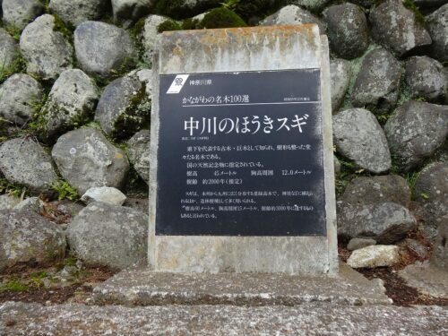 樹齢２０００年のほうき杉