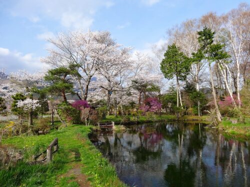 桜満開