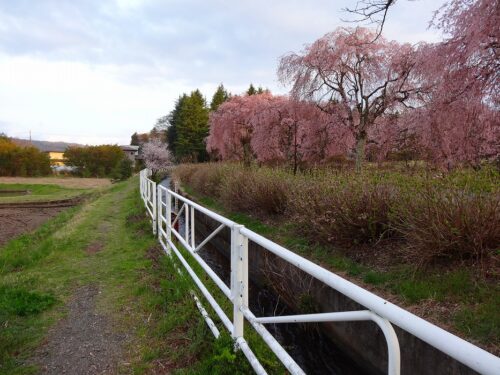 さくらが満開の水路沿い