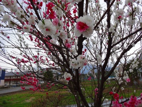２色種類の花びらのさくら