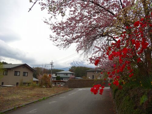 道路沿いの桜