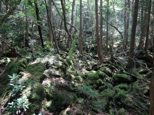 青木ヶ原樹海