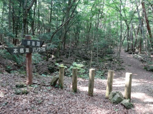国道１３９号を横断