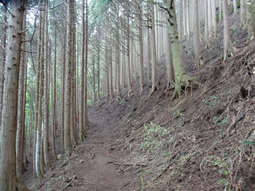 Dsc04010 山道歩き